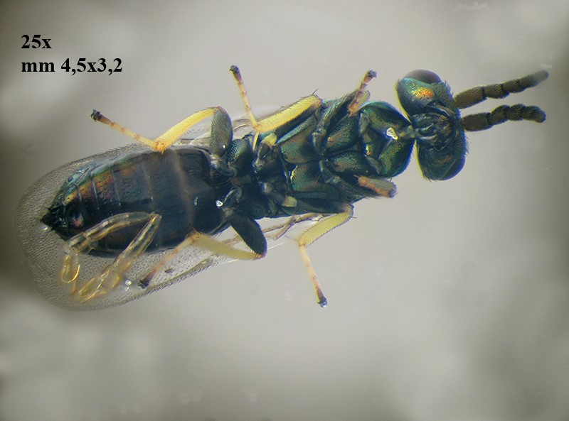 Neuroterus q. b. con parassitoide